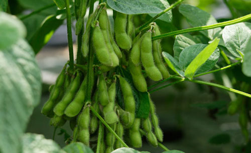 枝豆